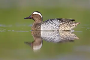 Bird Watching Europe Drucke: Garganey, Anas querquedula