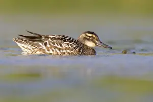 Garganey Bird Drucke: Garganey, Anas querquedula
