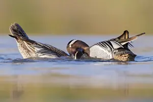 Garganey Bird Drucke: Garganey, Anas querquedula