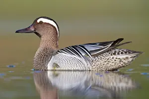 Garganey Bird Drucke: Garganey, Anas querquedula
