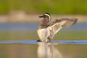 Water Birds In Europe Drucke: Garganey, Anas querquedula
