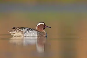 Wildlife Nature Images Drucke: Garganey, Anas querquedula