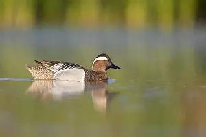 Garganey Bird Drucke: Garganey, Anas querquedula