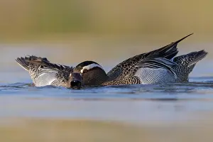 Garganey Bird Drucke: Garganey, Anas querquedula