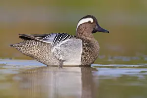 Water Birds Europe Drucke: Garganey, Anas querquedula