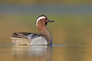 Garganey Bird Drucke: Garganey, Anas querquedula