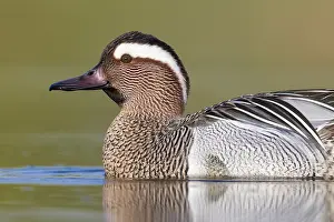 Nature Animal Portraits Drucke: Garganey, Anas querquedula