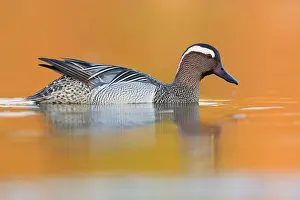 Nature Animal Portraits Drucke: Garganey, Anas querquedula