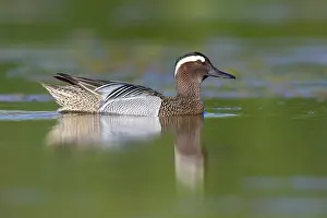 Garganey Bird Drucke: Garganey, Anas querquedula