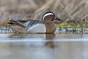 Anatidae Family Birds Drucke: Garganey; Anas querquedula
