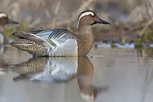Garganey Bird Drucke: Garganey; Anas querquedula