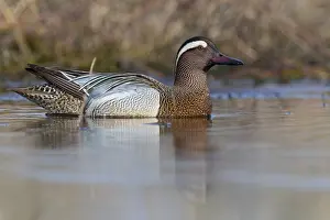 Garganey Bird Drucke: Garganey; Anas querquedula