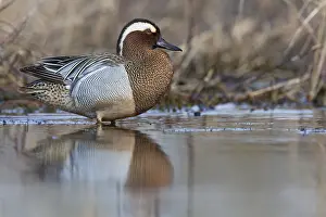 Garganey Bird Drucke: Garganey; Anas querquedula