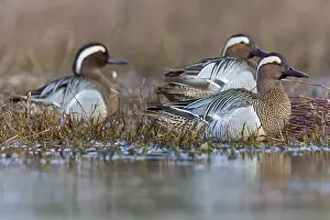 Male Duck Species Drucke: Garganey; Anas querquedula