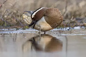 Garganey Bird Drucke: Garganey; Anas querquedula
