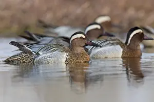 Garganey Bird Drucke: Garganey; Anas querquedula