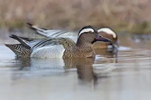 Garganey Bird Drucke: Garganey; Anas querquedula