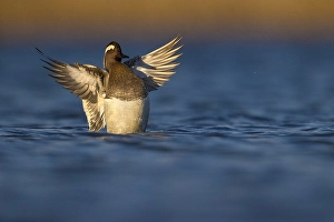 Spring Nature Photography Drucke: Garganey, Spatula querquedula