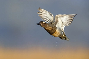 Wildlife Photography In Italy Drucke: Garganey, Spatula querquedula