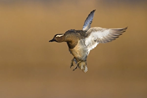 Bilder Datiert 7. März 2021: Gänseblümchenvogel, Spatula querquedula