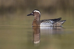 Waterfowl Wildlife Photography Drucke: Garganey, Spatula querquedula