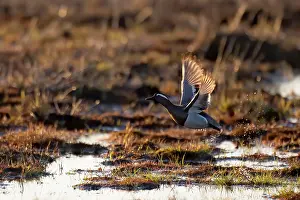 Wildlife Photography Finland Drucke: Garganey, Spatula querquedula