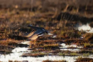 Garganey Bird Drucke: Garganey, Spatula querquedula