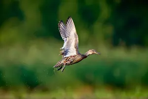 Male Duck In Flight Drucke: Garganey, Spatula querquedula