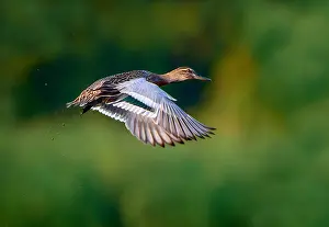 Male Duck In Flight Drucke: Garganey, Spatula querquedula