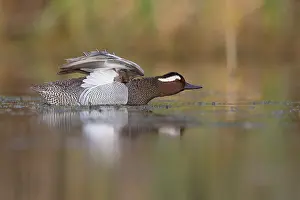 Garganey Bird Drucke: Garganey stretching