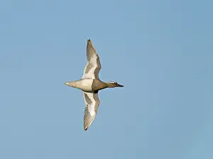 Garganey Bird Drucke: Garganey;Spatula querquedula