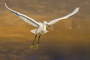 Flying Birds Europe Drucke: Garzetta