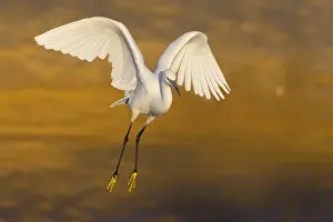 Flying Birds Europe Drucke: Garzetta