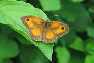 Green Leaf Insects Drucke: Gatekeeper, Pyronia tithonus