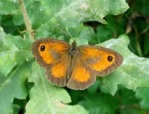 Bilder vom 9. August 2014: Torwächter, Pyronia tithonus