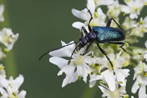 European Beetles Drucke: Gaurotes virginea