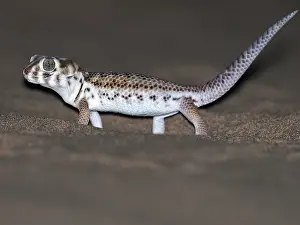 Bilder Datiert 4. Juni 2019: Gecko-Spezifikation