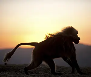 Ethiopian Wildlife Drucke: Gelada, Gelada, Theropithecus gelada