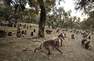Gelada Monkey Drucke: Gelada, Gelada, Theropithecus gelada