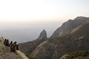 Gelada Monkey Drucke: Gelada, Gelada, Theropithecus gelada