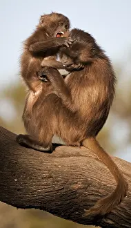 Gelada Monkey Drucke: Gelada, Gelada, Theropithecus gelada