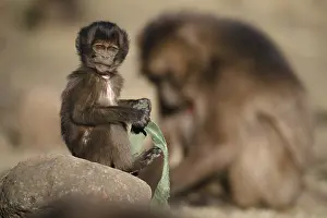 Gelada, Gelada, Theropithecus gelada