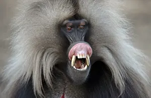 Gelada, Gelada, Theropithecus gelada