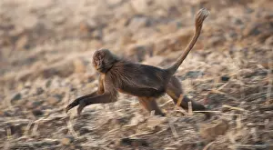 Gelada Monkey Drucke: Gelada, Gelada, Theropithecus gelada