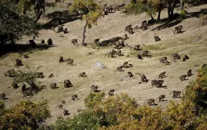 Gelada Monkey Drucke: Gelada, Gelada, Theropithecus gelada