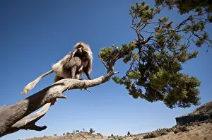 Gelada Monkey Drucke: Gelada, Gelada, Theropithecus gelada