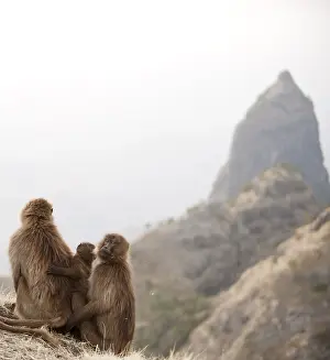 Gelada, Gelada, Theropithecus gelada