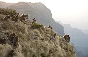 African Monkey Species Drucke: Gelada, Gelada, Theropithecus gelada