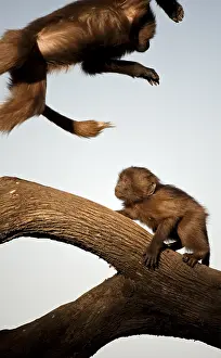 Gelada Monkey Drucke: Gelada, Gelada, Theropithecus gelada