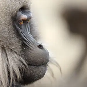 Gelada Monkey Drucke: Gelada, Gelada, Theropithecus gelada